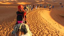 Camel Riding Experience in the Forest and River - Agadir