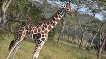 3-Day Lake Mburo & Queen Elizabeth National Parks