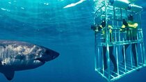 Full Day Shark Cage Diving Adventure in Cape Town