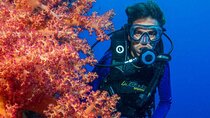 Hamata & Qulaan Islands Full Day Diving Trip W/Lunch :Marsa Alam