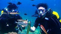 Coral Garden Snorkeling Plus Diving & Onboard Lunch / Marsa Alam