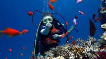 Scuba Dive Ras Mohammed & White Island – Sharm El Sheikh
