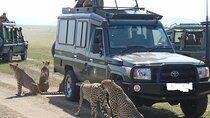 Masai Mara Transfer From Nairobi on 4x4 Toyota Land Cruiser