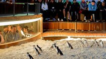 Phillip Island Wildlife Tour: Koalas, Penguins & Coastal Views