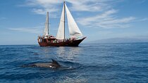 Whale Safari to Los Gigantes with pickup from North