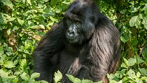 Gorilla Trekking Experience in Volcanoes National Park