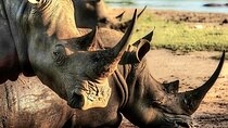 Guided Rhino Trek and Bush Safari near Victoria Falls-Unique