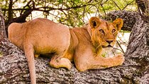 3 Days Private Tour in Tarangire, Ngorongoro and Lake Manyara