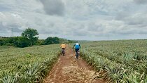 Panama’s Awesome Pineapple Farm Tour on E-bikes