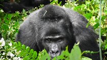  3-days Gorilla trekking and Batwa community visit