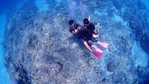 Kerama Snorkeling Tour from Chatan or Naha