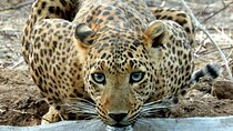 2 Days Jaipur and Jhalana Safari Tour