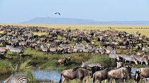 8 Days Safari Wildebeests Migration and Calving Season