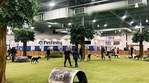 Petfinity Indoor Dog Park in Calgary