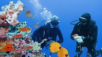 Professional 2 Stops Scuba Diving Full Day Boat Trip - Hurghada