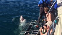 Shark Cage Diving from Cape Town Day Adventure