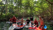 Mangrove Paddle Ride Sainte Anne Guadeloupe
