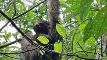 Sloth Discovery and Hot Springs Tour in Costa Rica