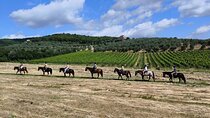 Horseback Riding in the Vineyards