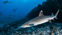 Maui Reef Shark Snorkel Tour: Discover Sharks & Sea Life