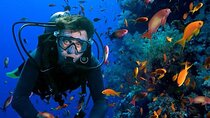  Open Water PADI Course Diving in Red Sea - Hurghada