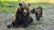 Bears Sanctuary and Dracula's Castle - Small group max 7 passan