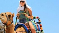 1-Hour Desert Camel Ride Experience – Sharm El Sheikh