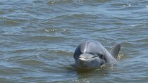 Charleston Dolphin Tour - Private up to 10