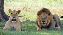 3 Hours Big 5 Safari at Aquila Game Reserve from Cape Town