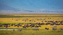 5 Days Luxury Safari Through Tarangire Serengeti and Ngorongoro