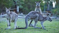 Wallabies and Wine Hunter Valley Adventure Private Tour