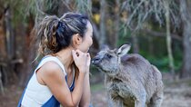 Wallabies & Wine - Hunter Valley Adventure 