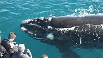 Whale Watching+Wildlife Park+Swan Valley Tour(Mandarin/Cantonese)