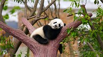 All Inclusive Private Tour: Panda, Summer Palace and Great Wall 