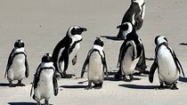 Cape of Good Hope& Penguins at Boulders Beach full day tour