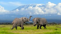 From Nairobi to Amboseli National Park and Maasai Village Tour