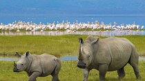 4 Days 3 nights Maasai Mara and Lake Nakuru Safari