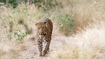 Leopard Safari & Jaipur City Tour