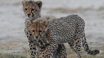4 Day Tanzania Safari: Tarangire, Serengeti and Ngorongoro Crater