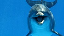 30-Minute Swim With Dolphins with Transfer - Sharm El Sheikh