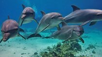 Swim with Happy Dolphin 15 min and Transfer - Sharm El Shiekh