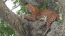 Yala National Park Safari Half Day and Full Day Tours 