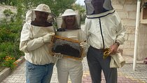 Harvest Fresh Honey from Cappadocia Beekeeping Experience