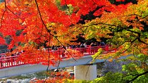 Shikizakura and Autumn Illumination 1Day Bus Tour from Nagoya