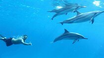 Dolphin House Snorkeling Adventure at Samadai Reef – Marsa Alam