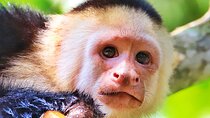 Discover Wildlife & Monkeys on a 2-Hours Kayak Tour in Quepos