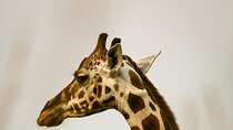  Giraffe house and Cheetahs encounter Tour with Wine tasting 