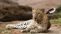 Yala safari Tours Morning /Afternoon /Fullday