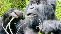 10 Day Best of Rwanda Safari: Gorillas, Chimps and Game Drives