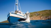 Otago Peninsula Wildlife Cruise with Monarch